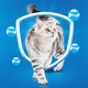 Miaoduole cat food adult cat 10kg full price cat food balanced nutritional large blue bag
