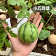 Fengming Yashi early-maturing small watermelon seeds thin skin few seeds yellow flesh watermelon fruit seeds four seasons little bee watermelon seeds 10 capsules