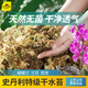 Stanley's special dry sphagnum moss Phalaenopsis special nutritional earth orchid oncidium dry moss climbing pet turtle mat