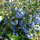 Blueberry seeds blueberry sapling seeds balcony potted orchard courtyard blue plum tree fruit sapling seeds can be used in large areas blueberry seeds 50 capsules