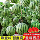 Super sweet honey small watermelon seeds ruby seedless small watermelon for four seasons planting balcony courtyard potted fruit seeds honey potted small watermelon seeds (can be eaten in 30 days) high-yielding varieties 3 packs of about 120 seeds new seeds