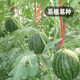 Fengming Yashi early-maturing four-season watermelon seeds thin-skin gift hybrid watermelon seeds Kirin 2K watermelon seeds 50 capsules