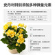 Stanley camellia jasmine azalea clivia gardenia fertilizer special fertilizer household nutrient solution acidic 500ml
