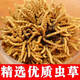 Guchengtang Authentique Cordyceps Dry Goods Dessons First Souchet Tibétain Tibétain Cordyceps Cordyceps séché 2 Racines / G 3 Racines / G 1 Ensemble de publication [3 Racines / G]
