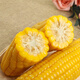 Guoyuanhui sweet, soft and glutinous northeastern yellow corn cobs, net weight, 10 pieces, vacuum packed, single piece 200g or more, fresh yellow