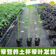 Dwarf papaya seedlings, fruit papayas, red-fleshed papaya seedlings, large green papaya seedlings that bear fruit in four seasons, potted courtyards, 2 dwarf papaya seedlings (10 cm high), free reissue after receiving dead seedlings (with cups and leaves)