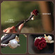 Two generations of happy camellia hairpins for women, ancient style wooden simple modern walking hairpins, Chinese style 2025 new style hairpins for hair, Chinese style