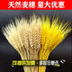 AIMAN natural wheat ears dried flower bouquet for new store opening barley gift living room pastoral decoration photography props 50 golden wheat ears