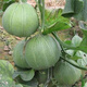 Emerald melon seeds thin-skinned super sweet cantaloupe seeds spring green-skinned four-season crisp melon early-maturing cantaloupe seeds original 3 packs of about 180 capsules