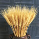 AIMAN natural wheat ears dried flower bouquet for new store opening barley gift living room pastoral decoration photography props 50 golden wheat ears
