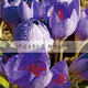 Crystal grass Selected saffron 3g Iran imported saffron crocus Full length red silk health goddess gift