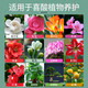 Stanley camellia jasmine azalea clivia gardenia fertilizer special fertilizer household nutrient solution acidic 500ml
