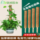 
Monstera support pole green basket climbing column coconut palm stick green ivy fixing frame plant climbing flower frame palm column coconut shredded 100cm long coconut palm column * 1 + strap