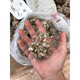 Tongrentang 30 Cabezas 40 Cabezas Yunnan Wenshan Especial Grado 30 Cabezas 30 Cabezas 40 Cabezas Yunnan Cabezas de 77 años 14 Cabezas con recortes [500G]