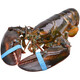 YOUDAO extra large Boston lobster fresh frozen imported Canadian lobster non-live seafood gift box 500-600g