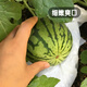 Fengming Yashi early-maturing small watermelon seeds thin skin few seeds yellow flesh watermelon fruit seeds four seasons little bee watermelon seeds 10 capsules