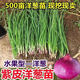 Purple-skinned onion seedlings, fruit red-skinned onion seedlings, four-season garden vegetable seedlings, 20 trial plantings, purple-skinned fruit onion seedlings, high-yielding king