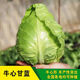 Chunfeng Extra Large Beef Heart Cabbage Seeds Cabbage Seeds Lotus White Cabbage Cold-resistant Spring and Autumn Four Seasons Vegetable Seeds Company Original Approximately 285 capsules per bag