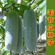 Hairy melon seeds are easy to sow in all seasons. Winter melon seeds are grown in fields and courtyards. Hairy melon vegetable seeds are easy to sow. Winter melon simple pack 70 capsules