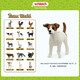 
Schleich S simulation animal model cat dog boy girl children toy gift enlightenment cognition 3+ Jack Russell Terrier 13916