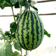 Zhongke Maohua melon and fruit seeds Jinmei 4K watermelon seeds with flower skin, red flesh, oval skin, thin toughness, resistant to storage and transportation, easy to make fruit Jinmei 4K-100 capsules