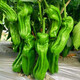 Thin-skinned green pepper seeds, early-maturing Zoupe-skinned green pepper seeds, a complete list of pepper seeds that can be grown in pots on the patio, terrace, and balcony. Thin-skinned green pepper seeds, 2 packs, about 100 capsules.