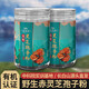 Changbai Mountain Xianzhi Valle Break Wall Ganoderma Lucidum Spore Powder Oak Red Linzhi Polvo Polvo Aceite de esporas no Wild 250g*2 latas 1500 g (6 latas) 300G 3 ganoderma lucidum