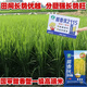 New species Tianxiangyou 2115 Zhuangxiangyou 1205 hybrid high-yield rice seed strong aroma type first-grade rice long-grain fragrant rice New date New species Tianxiangyou 2115 original x1 bag Total 1Jin Jin equals 0.5kg
