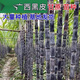 Guangxi authentic black-skinned sugarcane seedlings seedlings sugarcane seeds wholesale potted plants can be planted crispy and sweet, can be planted in the north and south, black-skinned 500 pieces, Guangxi sugarcane seedling heads