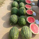 Jingyan watermelon seeds super sweet small watermelon Jingxin 8424 rock sugar unicorn melon Academy of Agricultural Sciences watermelon seedlings lazy melon seeds Jingmei 10K02 about 400 capsules