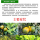 Imported No. 2 special effect fungicide for Huanglongbing for kiwi fruit trees and citrus Huanglongbing 1 bottle 500g/bottle
