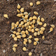 Changbai Mountain ginseng seed planting potted Korean ginseng, wild ginseng, American ginseng, and ginseng seedlings, potted red ginseng seeds 1g 50 germination seeds