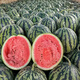 Shouhe Thin-skinned Sweet Watermelon Seeds Autumn Fruit Seeds Weiyu Shouyi Sweet King Watermelon Seeds 30 pieces * 2 bags