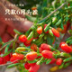 Qi Liyuan Wolfberry, Special Wolfberry, Ningxia Wolfberry 250g / Can Wolfberry Zhongning Washing Yaki Tea Red Gouqi