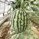 Zhongke Maohua melon and fruit seeds Jinmei 4K watermelon seeds with flower skin, red flesh, oval skin, thin toughness, resistant to storage and transportation, easy to make fruit Jinmei 4K-100 capsules