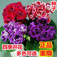 重瓣大岩桐种子 富贵芙蓉花种子 四季播花卉易种室内阳台盆栽花 897粒良种送肥 混合装各种颜色