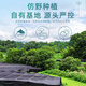 
Hongshou Breaking Wall Ganoderma Lucidum Spore Powder Enhances Immunity Linzhi Non-ganoderma Lucidum Spore Powder Capsules [Season Package] 60g*3 Boxes + Gift Bag + 1 Pack of Trial Package for Free Trial