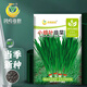 Fengming Yashi Shandong fine-leaf leek farmhouse old variety leek family balcony four-season vegetables small fine-leaf leek seeds 10g