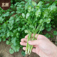 Northern vegetable coriander seed seedlings old varieties four-season potted large-leaf coriander balcony rapeseed large-leaf coriander seed 600 capsules