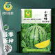 Fengming Yashi early-maturing small watermelon seeds thin skin few seeds yellow flesh watermelon fruit seeds four seasons little bee watermelon seeds 10 capsules