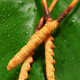 
Beijing Tongrentang Cordyceps sinensis Cordyceps sinensis 2-6 roots/gram Cordyceps dried goods soaked in wine Cordyceps sinensis Tongrentang-40/10g pack