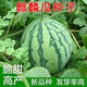 8424 Kirin small-seeded watermelon seeds, extra large giant sweet king, southern four-season vegetable and fruit seeds, rock sugar Kirin 8424 watermelon seeds, original unpacking, about 3 seeds, more expensive