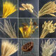 AIMAN natural wheat ears dried flower bouquet for new store opening barley gift living room pastoral decoration photography props 50 golden wheat ears