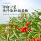 Qi Liyuan Wolfberry, Special Wolfberry, Ningxia Wolfberry 250g / Can Wolfberry Zhongning Washing Yaki Tea Red Gouqi