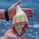 Natural conch shell super large rare famous snail yellow treasure snail yellow sea yellow snail large snail ornament exquisite A 1517cm