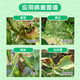 中化农化施得益 氟吗啉+代森锰锌 黄瓜霜霉病番茄早晚疫病杀菌剂 30g