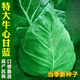 Chunfeng Extra Large Beef Heart Cabbage Seeds Cabbage Seeds Lotus White Cabbage Cold-resistant Spring and Autumn Four Seasons Vegetable Seeds Company Original Approximately 285 capsules per bag