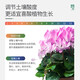 Stanley camellia jasmine azalea clivia gardenia fertilizer special fertilizer household nutrient solution acidic 500ml