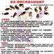 墨绿小葫芦翡翠葫芦盆栽手捻小葫芦种子文玩亚腰种盆栽四季阳台 种墨绿小葫芦种子 粒粒饱满發芽率9922粒