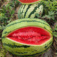 Dayu lazy man watermelon seed seedlings are extra large and suitable for early-maturing lazy people in the south 8424 Kirin melon Meidu seedless fruits and vegetables Xinong No. 8 watermelon seeds 50g about 500 grains